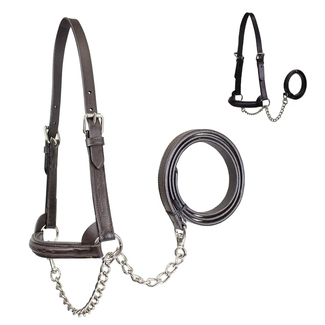 Premium Raised Padded Leather Cattle Show Halter with Chain Lead  - One Year Warranty