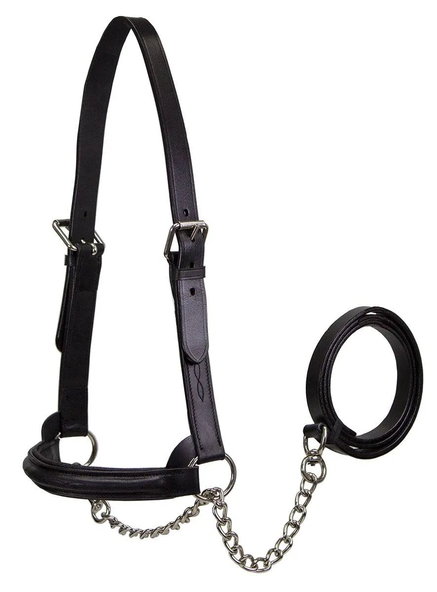 Premium Raised Padded Leather Cattle Show Halter with Chain Lead  - One Year Warranty